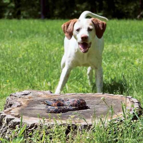 How to Treat Canine Snakebites